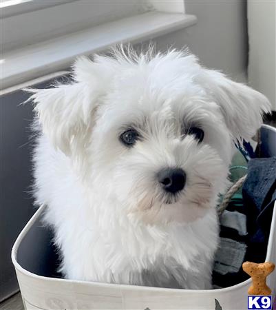 Miracle Maltese Picture 3